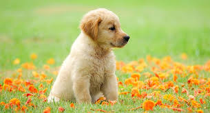 Advertise, sell, buy and rehome golden retriever dogs and puppies with pets4homes. Golden Retriever Puppy Finding And Raising Your New Friend