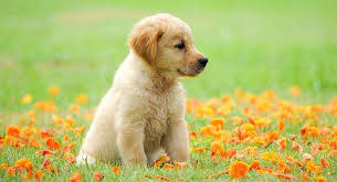 Almost every golden retriever dog rescue will eventually have puppies to adopt if you're willing. Golden Retriever Puppy Finding And Raising Your New Friend