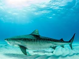 Sharks don't usually attack humans. Mystery Of Human Skull Found Inside 370kg Shark Morning Bulletin