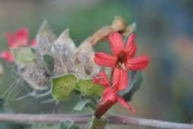 Image result for Petalidium bracteatum