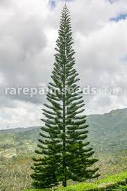 Image result for Araucaria columnaris