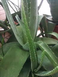 We did not find results for: Aloe Vera Plant Care Tips Growing Planting Pruning Diseases And Pests Seeds Leaves