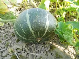 So schön sieht der herbst aus: Gruner Hokkaido Bio Saatgut Kaufen