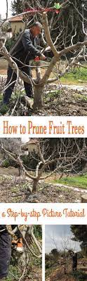 How To Prune Fruit Trees Right Join Me For A Tutorial On Why When And How To Prune Fruit Trees To Encourag Fruit Trees Fruit Tree Garden Pruning Fruit Trees