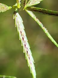 Image result for Cyperus sphacelatus