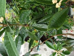 ビワ 茂木 の病気 ごま色斑点病 が悪化しました 園芸で鉢植えの果樹を栽培 樹の生長を見ながら果実を収穫して味わう