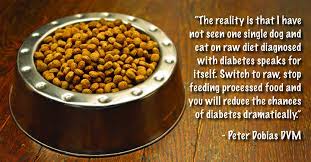 The recipes suggested below can only. Canine Diabetes And Its Causes