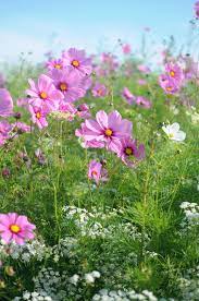 Garden Idea Plant A Meadow Frolic Beautiful Flowers Cosmos Flowers Plants