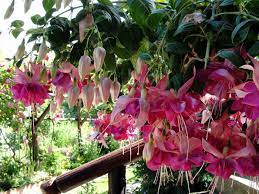 Growing Fuchsia Plant How To Grow Fuchsia In A Pot Fuchsia Care Fuchsia Plant Plants Fuchsia Plant Care