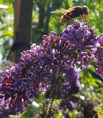 Luxury flowers delivered by moyses stevens, luxury florists since 1876. Buddleia Or Buddleja Best Butterfly Bush Varieties To Grow In Uk