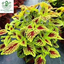 Image result for Coleus scutellarioides