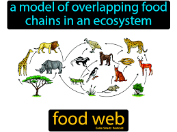 An example of a food web is a diagram that shows a bird may eat a mouse, an insect or a grain while on the same diagram a mouse may also eat an insect or a grain. 19 Food Web Definition