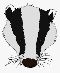 Maybe you would like to learn more about one of these? Honey Badger Clipart Baby Honey Badger Face Drawing Hd Png Download Kindpng