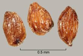 Image result for Striga hallaei