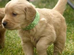 There are often many great golden retrievers for adoption at local animal shelters or rescues. Golden Retriever Puppies In Utah
