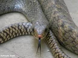 A snake infestation near your lake or river is enough to drive many people into a state of fear. What Are Some Effective Methods To Keep Snakes Away From Your House Without Killing Them Quora