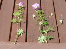 Image result for cuttings of geraniums