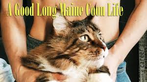 Average lifespan into teenage years. How Long Do Indoor Maine Coon Cats Live Cat Facts Maine Coon Lifespan Youtube