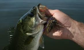 We recommend upgrading to the latest microsoft edge, google. Unlock The Keys To Catching Staging Bass On North Carolina S Kerr Lake