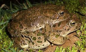 Green Toads With Multiple Genomes Have Ancestors That Are