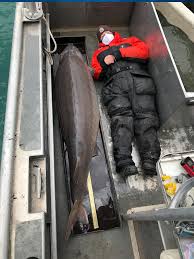 Be sure to include information about the type of bait you used and the location where you landed your catch. Monster Fish Caught In Detroit River Is One Of The Largest Ever Recorded By Biologists Wwmt