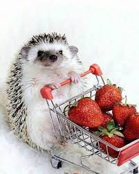 What Is Insurance Blog Cute Little Animals Baby Animals Super Cute Cute Funny Animals