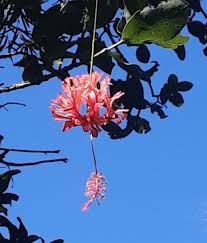 Image result for Hibiscus schizopetalus