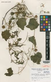 Image result for Pachycarpus eximius