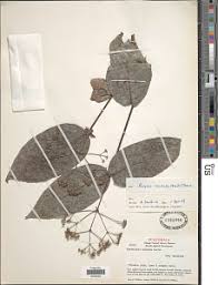 Image result for Rogiera cordata