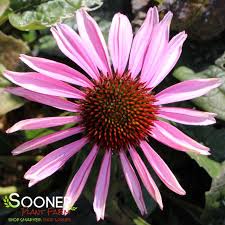 Image result for Echinacea purpurea `Magnus`
