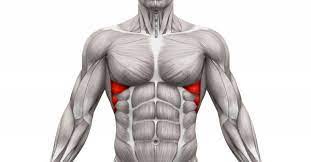 Exercising major rib cage muscles in your chest, back. Getting To Know Your Serratus Anterior Strengthen Your Wings Breaking Muscle