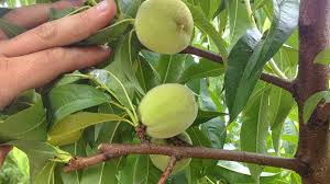 Maybe you would like to learn more about one of these? Focus On Stubs For Peach Tree Training Growing Produce