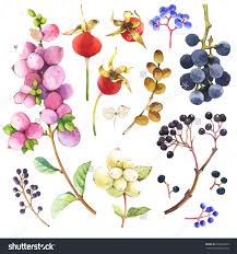 Watercolor Illustration With Branches Leaves And Berries Illustration With Branches Leaves Watercolor Illustration Plant Illustration Botanical Illustration