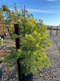 Image result for Hakea