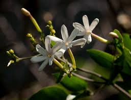 Image result for Jasminum fluminense