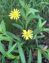 Image result for Wahlenbergia madagascariensis