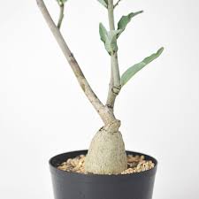 Image result for Adenia repanda