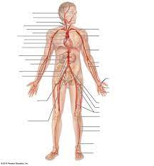 The vertebral arteries, and the internal carotid arteries. Gen Anatomy Major Arteries Diagram Diagram Quizlet