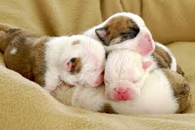 We discuss french bulldog puppies, mini french bulldog, the teacup french bulldog and much more. Raising Newborn Puppies American Kennel Club
