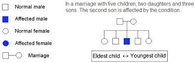 the open door web site ib biology genetics pedigree charts