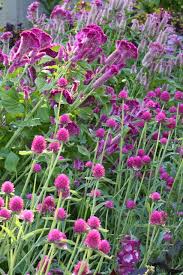 Image result for Amaranthaceae