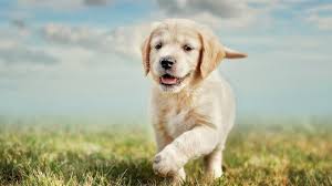 Our dear cleo (jazmine and frosty), who is 10 months now, is the most wonderful dog! Yellow Lab Names 180 Best Names We Love For Labs All Things Dogs All Things Dogs