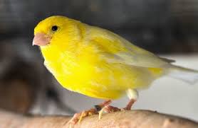 Kodepos kelurahan/desa kembang kuning kecamatan sikur kabupaten/kota lombok timur propinsi nusa tenggara barat. Burung Warna Kuning Putih