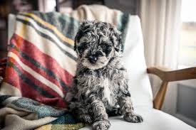 Puppies that found a forever home; Baker Mini Portidoodle Puppies For Sale Puppies Portuguese Water Dog Puppy