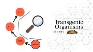 Transcript 3:13be seeing will be transgenic organisms 8:10of transgenic organism, that is we will be Transgenic Organisms By Nathaniel Foley
