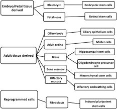 Stem Cell Therapy For Glaucoma Science Or Snake Oil