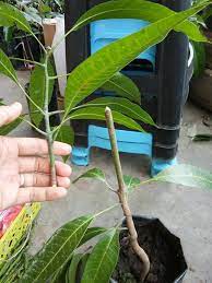 Cantuman baji antara teknik yang sentiasa menjadi pilihan kepada pembiak, pengusaha mahupun peminat dengan cara ini, kita dapat menghasilkan pokok mangga yang cepat berbuah berbanding. Cara Buat Cantuman Mangga Kerdil Supaya Berbuah Cepat Dan Rendah My Info Berita