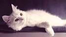 List of cat breeds - Wikipedia