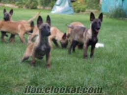 Dunyanin En Iyi Koruma Kopekleri Belgian Malinois K9petkennels