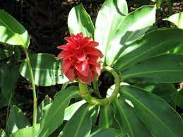 Costus Barbatus Spiral Ginger World Of Flowering Plants Ginger Plant Planting Flowers Perennial Plants